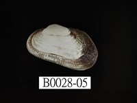 藏品(青鬍魁蛤)的圖片